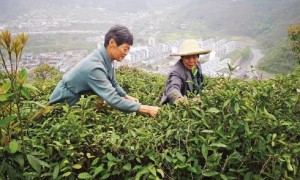 帮采摘 拓销路 增收益 ——春茶生产见闻