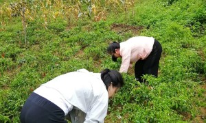 石泉中医医院：用实际行动倾心助力消费扶贫