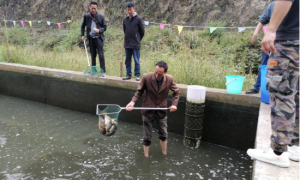 紫阳县蒿坪镇王家河村养鱼场喜迎开秤销售